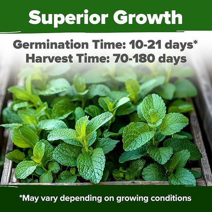 HOME GROWN Non GMO Lemon Balm Seed Pack - 403 Non-GMO USA Heirloom Herbal Tea Seeds - Bulk Lemon Balm Seeds for Planting Gardens Indoors or Outdoors - Herb Seeds (Melissa officinalis)