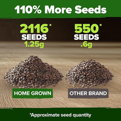 HOME GROWN Non GMO Catnip Seeds (Bulk Pack) Heirloom Herb 2,116 Seeds - Indoor or Outdoor Seed - High-Germination Cat Nip - Cat Safe Plants (Nepeta cataria)