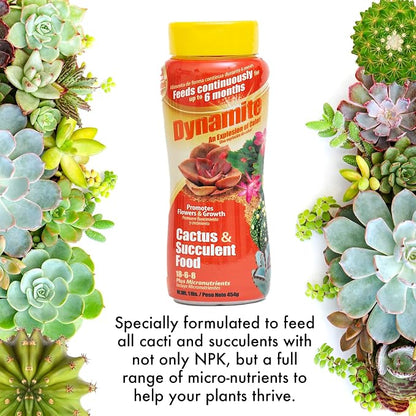 Dynamite Cactus & Succulent Food 18-6-8 - Plant Food for Indoor/Outdoor Cacti & Succulents - Continuous Feeding Up to 6 Months - Promotes Growth & Flowering - Includes Micronutrients
