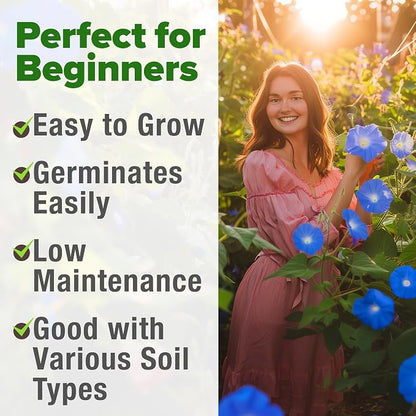HOME GROWN Heavenly Blue Morning Glory - 150 Heirloom Seeds for Planting, Ideal for a Flower Garden that Attracts Pollinators and Birds (Ipomoea Tricolor)