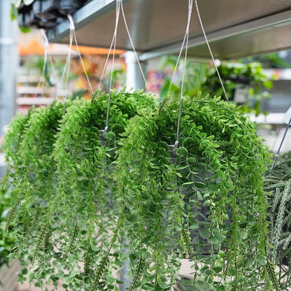 Tioncy 50 Pcs Plastic Hanging Planter Round Hanging Pot for Plants Containers with Hook Flower Plant Pots Holders for Outdoor Indoor Plant Balcony Garden Decor(Gray White,6.7inch)