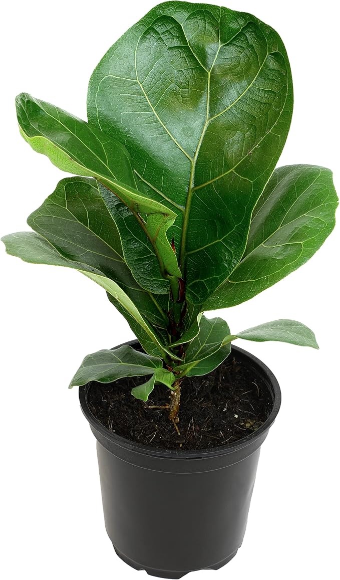 Plants for Pets Ficus Lyrata Fiddle Leaf Fig Plant, House Plants Indoors Live Ficus Tree Live Plant, Fig Trees Live Plants Indoor Plants Live Houseplants Fig Plants Live in Planter Pot in Soil Mix