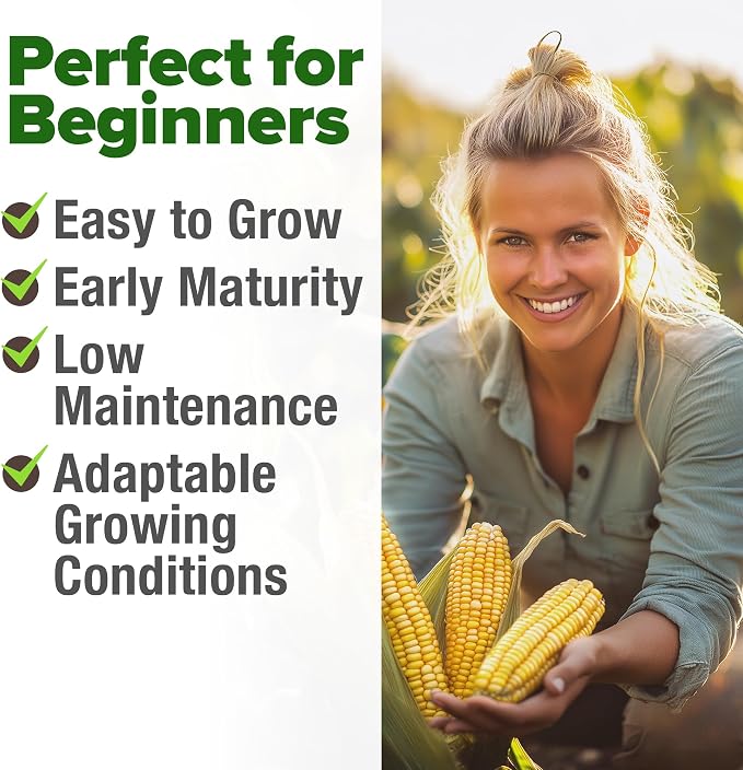 HOME GROWN Golden Bantam Sweet Corn Seeds 100+ Heirloom Non-GMO Seeds for Planting, High Germination, Yellow Kernel Corn on the Cob, Early Summer Harvest, Easy to Grow Home Garden Crop (Zea mays)