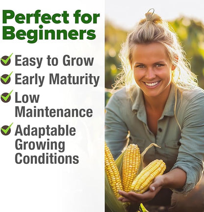 HOME GROWN Golden Bantam Sweet Corn Seeds 100+ Heirloom Non-GMO Seeds for Planting, High Germination, Yellow Kernel Corn on the Cob, Early Summer Harvest, Easy to Grow Home Garden Crop (Zea mays)