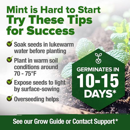 HOME GROWN Non GMO Common Mint Seeds (Bulk Pack) 1,800 Heirloom Herb Seeds, USA Sourced | Ideal for Planting Outdoors or Indoors for a Fresh Mint Tea Garden (Mentha spp)