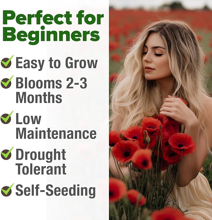 HOME GROWN American Legion Red Poppy Seeds - 6,000 Vibrant Wildflower Seeds for Planting Outdoors - Annual Poppy Flowers - Memorial Garden & Pollinator Friendly (Papaver rhoeas)