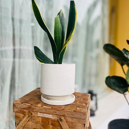 Nihow Ceramic Plant Pot Drainage Hole & Saucer for Indoor Plants, 5.7 Inch | White, Cylinder Planters, Art Modem Design, Home Garden Patio Office