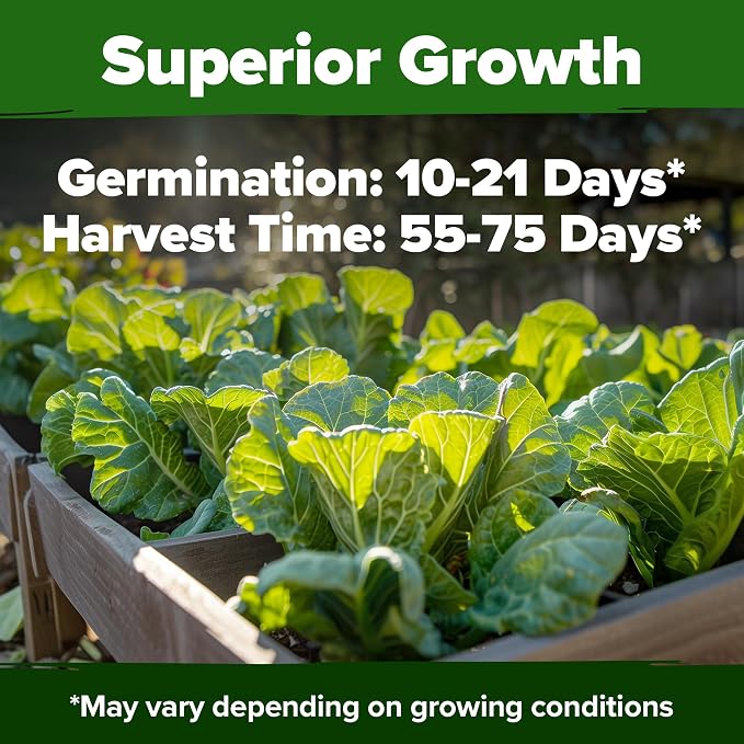 HOME GROWN Vates Collard Green Seeds Bulk Mix | 300+ Heirloom Non-GMO Seed for Fall & Winter Garden Planting | High Germination Frost Tolerant & Slow to Bolt | Nutritious Leafy Greens