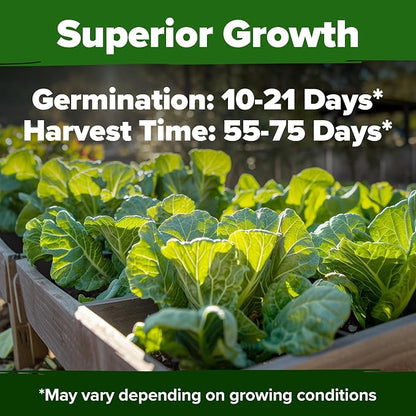 HOME GROWN Vates Collard Green Seeds Bulk Mix | 300+ Heirloom Non-GMO Seed for Fall & Winter Garden Planting | High Germination Frost Tolerant & Slow to Bolt | Nutritious Leafy Greens