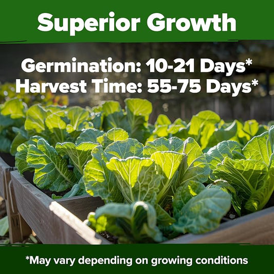 HOME GROWN Vates Collard Green Seeds Bulk Mix | 300+ Heirloom Non-GMO Seed for Fall & Winter Garden Planting | High Germination Frost Tolerant & Slow to Bolt | Nutritious Leafy Greens
