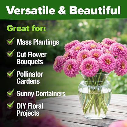 HOME GROWN Pink Zinnia Seeds – 300 Luminosa Zinnias 0.5g, Easy to Grow Annual Flower Seeds for Planting Outdoors for 2026, Fast Blooming, Heat Tolerant Herb Seed Garden Companion (Zinnia elegans)