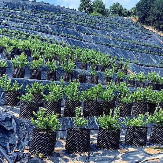 RooTrimmer 5 Gallon Air Pruning Containers, Roots Control Planter New Plastic Nursery Pots Fruit Vegetable Orchard Garden Self-Planting Pots, Size 12"x12", Black, (10P)