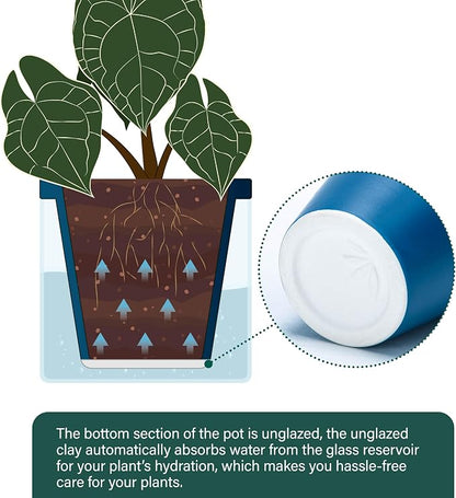 D'vine Dev 6 Inch Design Self Watering Planter for Indoor Plants, Blue Terracotta Pot with Cylinder Glass Cup, 37-X-B-4