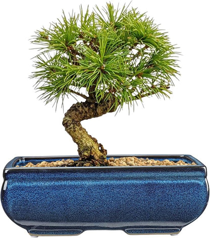 Set of 2 Blue Glazed Ceramic Bonsai Pots, 9.8" & 7.4" Rectangular Bonsai Pots Planters with Drainage for Indoor/Outdoor Plants, Shallow Bonzie Tree Pot for Succulents, Cacti, Orchids, Herbs, Flowers