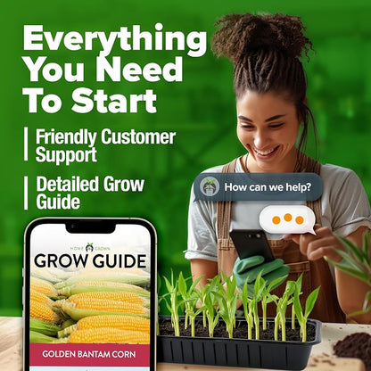 HOME GROWN Golden Bantam Sweet Corn Seeds 100+ Heirloom Non-GMO Seeds for Planting, High Germination, Yellow Kernel Corn on the Cob, Early Summer Harvest, Easy to Grow Home Garden Crop (Zea mays)