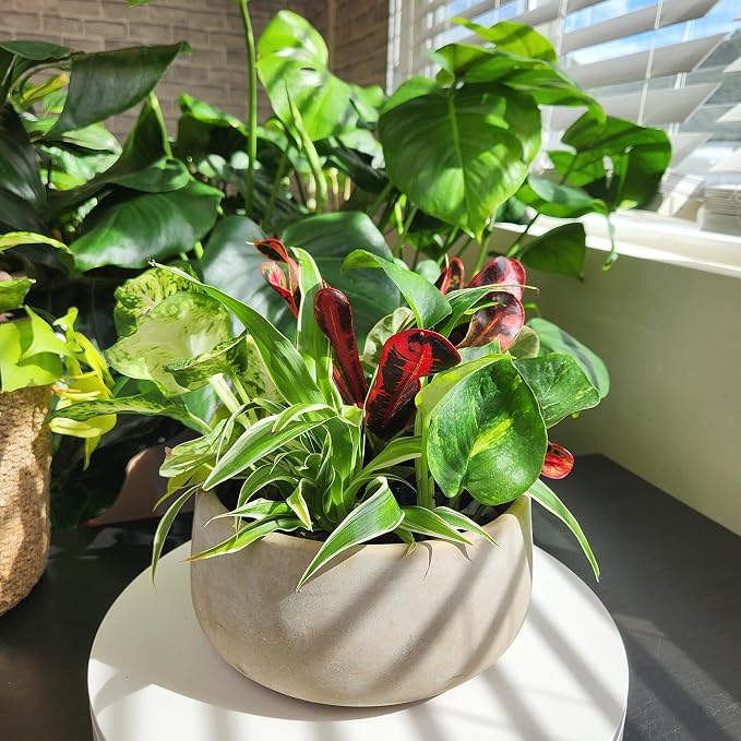 Easy to Grow Houseplants (6PK), Live House Plants in Plant Containers, Growers Choice Plant Set in Planters with Potting Soil Mix, Home Decor Planting Kit or Outdoor Garden Gifts by Plants for Pets