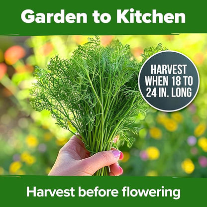 HOME GROWN Non GMO Dill Seeds for Planting 1,014 Bouquet Dill Seeds and Heirloom Herb Seeds for Planting Outdoors, Grow Your Fragrant Dill Herb Garden (Anethum graveolens)