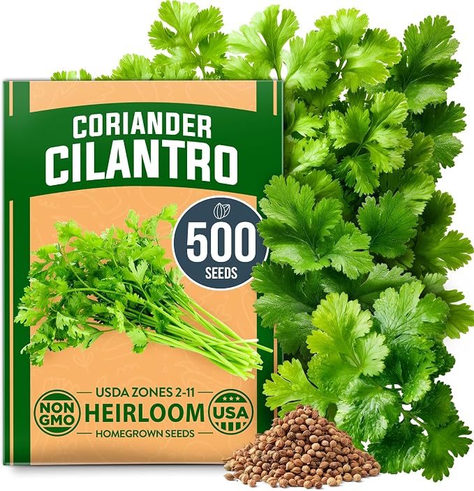 HOME GROWN Non GMO 500+ Cilantro Seeds for Planting Indoors or Outdoors - Heirloom Coriander Seeds, Grow Your Own Cilantro Plant - Culinary Herb Seeds for Your Herb Garden