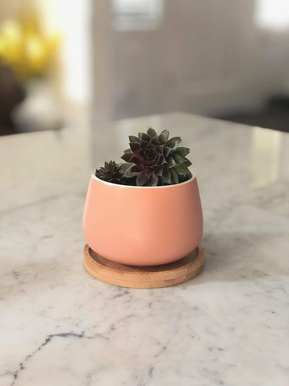 Assorted Blue Pink Yellow Round Ceramic Succulent Pots 3" Planters with Drainage | Bamboo Tray | 3 Pack
