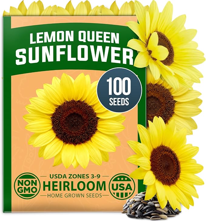 HOME GROWN Lemon Queen Sunflower Seeds for Planting Outdoors – 100 Heirloom Non-GMO Giant Sunflower Seeds to Plant, Open-Pollinated Multi-Bloom Cut Flowers, Heat & Drought Tolerant (Helianthus annuus)