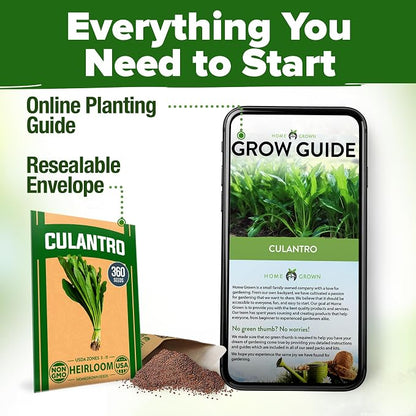 HOME GROWN Non GMO Culantro Seeds 360 Herb Seeds for Planting Non-GMO Heirloom Variety, Robust Flavor, Thrives in Heat, Grows Indoors or Outdoors, Cilantro Substitute (Eryngium Foetidum)