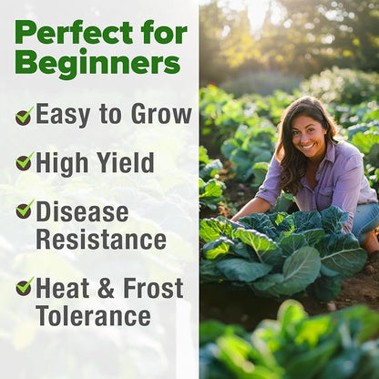 HOME GROWN Collard Greens Georgia Southern 300+ Heirloom Non GMO Seeds for Planting, High Germination, Heat & Cold Tolerant, Slow to Bolt, Nutritious Leafy Greens, Southern Cooking (Brassica oleracea)