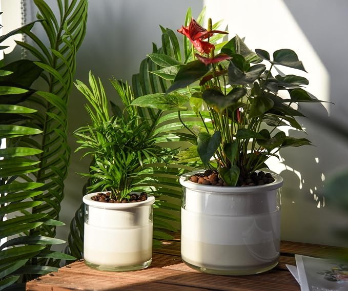 Phoenix Vine 6 Inch 4 Inch Self Watering Planter Pots, Design White Terracotta Pots for Plants, Indoor Cylinder Terra Cotta Pots with Glass Vase Set, 51-B-G-46