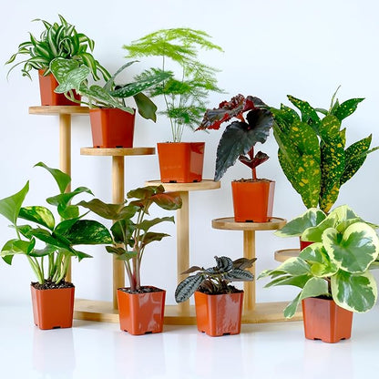 Easy to Grow Houseplants (6PK), Live House Plants in Plant Containers, Growers Choice Plant Set in Planters with Potting Soil Mix, Home Decor Planting Kit or Outdoor Garden Gifts by Plants for Pets