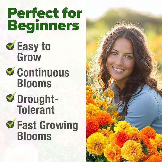 HOME GROWN Petite French Marigold Seeds 329+ Flower Seeds for Planting Outdoors Non GMO Easy to Grow Companion Plant & Quick Blooming Pollinator Heirloom Wildflower Seed (Tagetes patula)