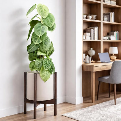 D'vine Dev Plastic Pot with Walnut Wood Stand, Oatmeal, 10 in, 55-C-L-4 | Mid-Century Inspired Design, Elevated Plant Display, Clean Lines, Sturdy Support, Modern Space-Saving Style
