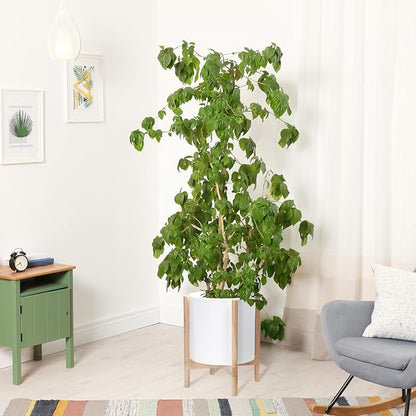 D'vine Dev Plastic Pot with Natural Wood Stand, White, 14 in, 55-C-S-1 | Mid-Century Inspired Design, Elevated Plant Display, Clean Lines, Sturdy Support, Modern Space-Saving Style
