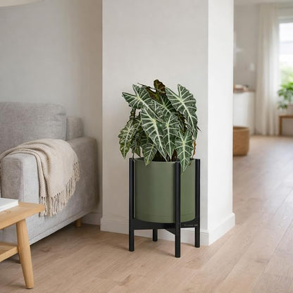 D'vine Dev Plastic Pot with Ebony Wood Stand, Olive, 10 in, 55-C-N-3 | Mid-Century Inspired Design, Elevated Plant Display, Clean Lines, Sturdy Support, Modern Space-Saving Style