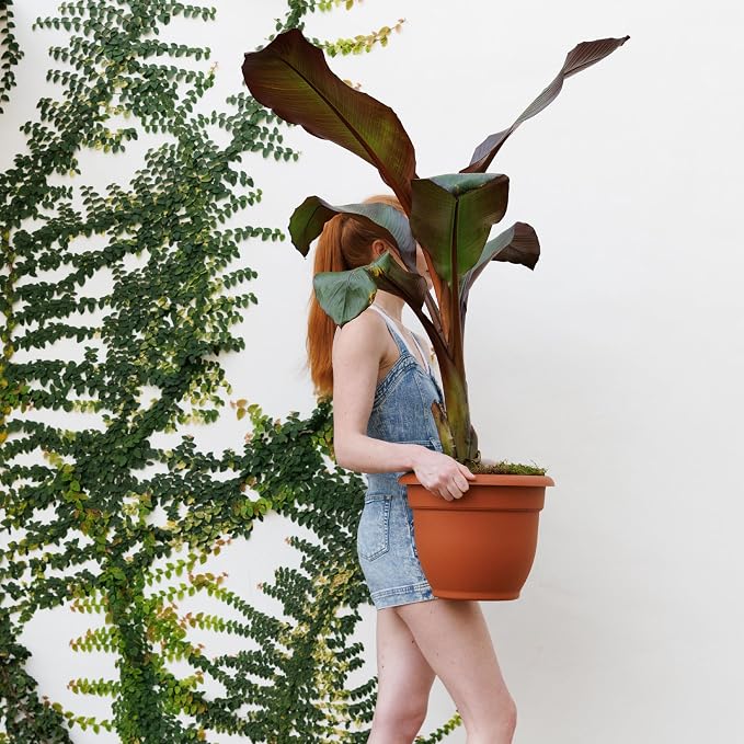 Bloem Ariana 12" Plastic Self-Watering Planter, Terra Cotta, 2-Pack | Self-watering disk at the bottom of each pot that acts as a water wick and reservoir for optimal plant health