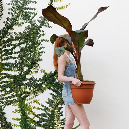 Bloem Ariana 12" Plastic Self-Watering Planter, Terra Cotta, 2-Pack | Self-watering disk at the bottom of each pot that acts as a water wick and reservoir for optimal plant health