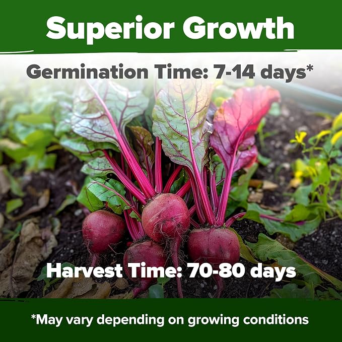 HOME GROWN Detroit Dark Red Beet Seeds 500+ Heirloom Non GMO Seeds for Planting, High Germination, Sweet & Tender Root Vegetable, Edible Greens, Canning, Pickling, Winter Storage (Beta vulgaris)