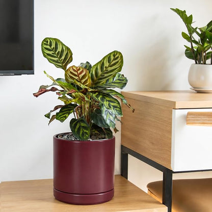 D'vine Dev 8 Inch Ceramic Planter Pot, Cordovan, 94-O-D-4 | Modern Cylinder Design, Drainage Hole & Saucer Included, Stable Structure, Elegant Home Accent