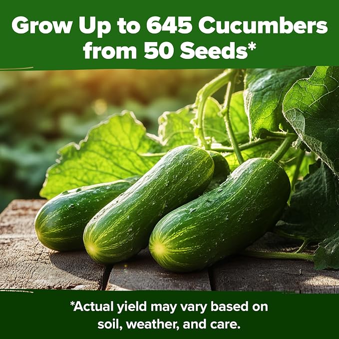 HOME GROWN Persian Cucumber Seeds 50+ Heirloom Non-GMO, Beit Alpha Variety, High Germination, Sweet Thin Skin, Burpless Snacking Cucumbers, Fast Growing, Indoor Outdoor Garden Crop (Cucumis sativus)