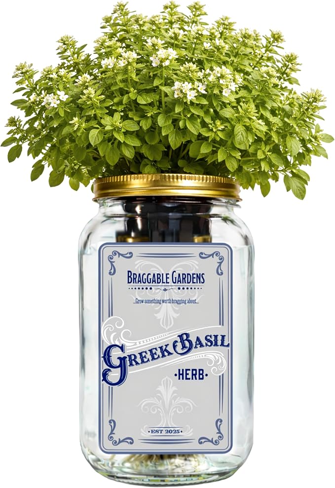 Greek Basil Indoor Herb Garden Kit – Mason Jar Hydroponic Grow Kit – Windowsill Countertop Basil Planter – Grow Fresh Basil Indoors