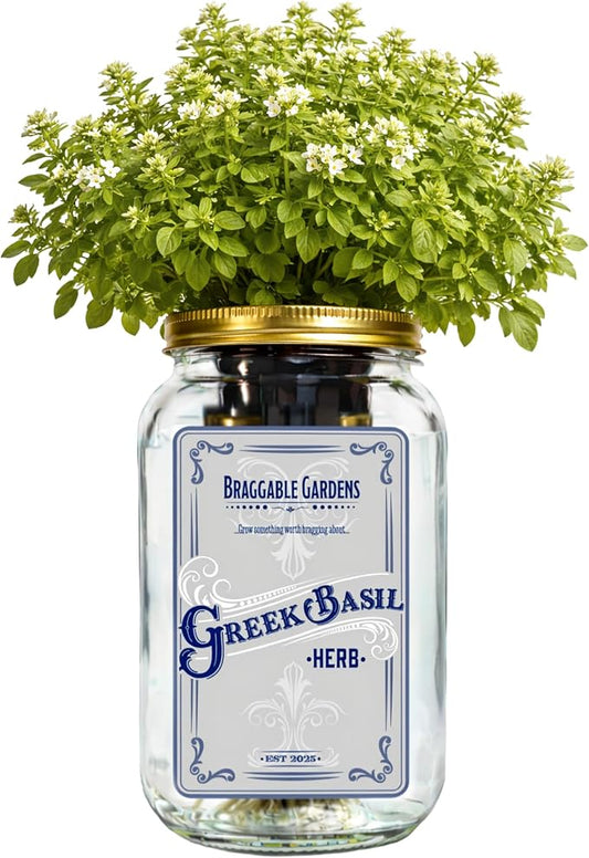 Greek Basil Indoor Herb Garden Kit – Mason Jar Hydroponic Grow Kit – Windowsill Countertop Basil Planter – Grow Fresh Basil Indoors
