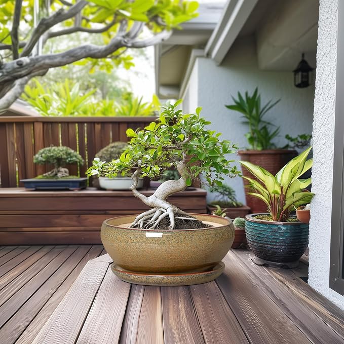 SQOWL Ceramic Bonsai Pots - 12 Inch Succulent Pots with Drainage Hole and Saucer, Large Succulent Planters, Shallow Planter Indoor Outdoor, Round Planter Bowl, Home Decor, Gift for Plant Lover, Brown