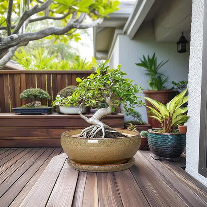 SQOWL Ceramic Bonsai Pots - 12 Inch Succulent Pots with Drainage Hole and Saucer, Large Succulent Planters, Shallow Planter Indoor Outdoor, Round Planter Bowl, Home Decor, Gift for Plant Lover, Brown
