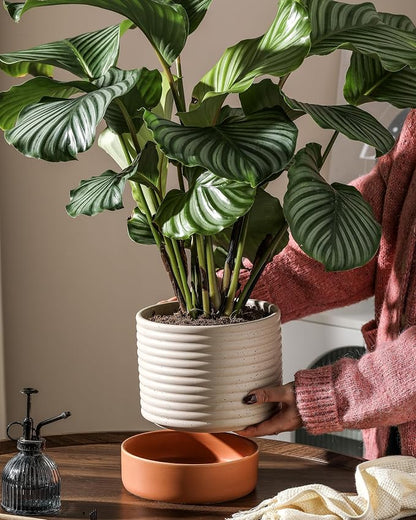 8 Inch Ceramic Self Watering Planter with Drainage Hole, Beige | Indoor Plant Pot with Water Storage Plus - for African Violet, Herbs & Pothos - Home & Office Decor, Cylinder Round