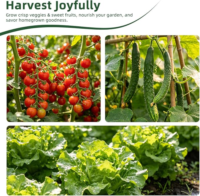 40 Vegetable & Herb Seeds Vault Kit with Sweet Basil, Cherry Tomato, Romaine Lettuce, 20,000+ Garden Seeds for Indoor Outdoor Planting