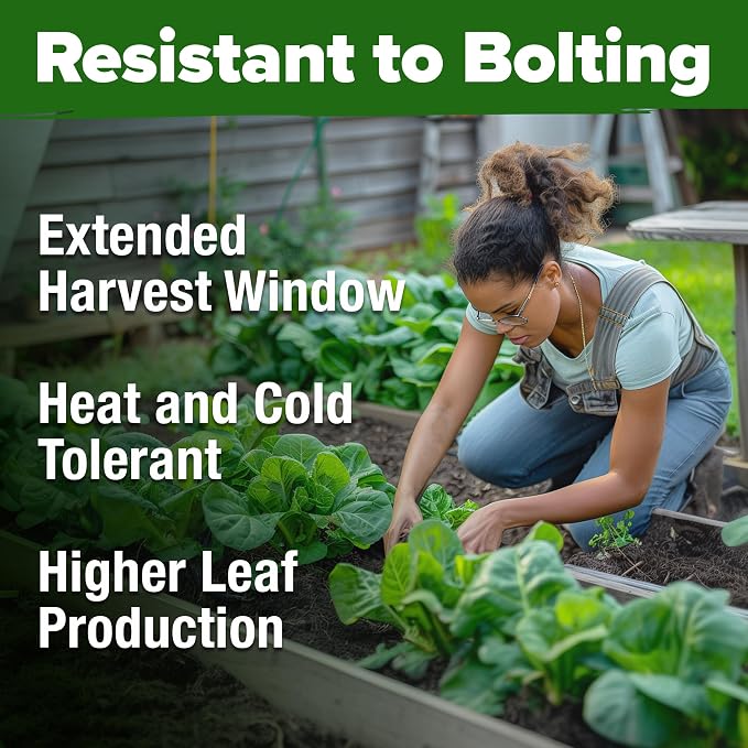 HOME GROWN Parris Island Romaine Lettuce Seeds 3,500+ Heirloom Non GMO, High Germination, Crisp Heads, Indoor Outdoor Hydroponic Garden, Crunchy Cos Lettuce, Slow to Bolt,Vitamin Rich (Lactuca sativa)