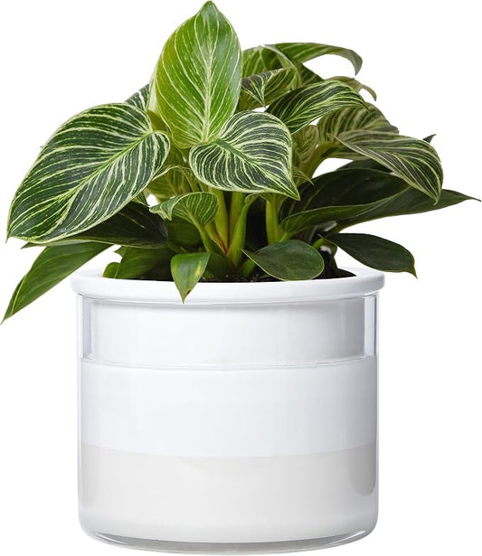 Phoenix Vine 6 Inch Self Watering Planter, Design White Terracotta Pot for Plants, Indoor Cylinder Terra Cotta Pot with Glass Vase, Set of 1, 51-B-F-1