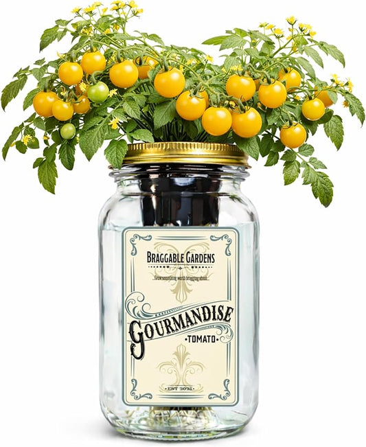 Gourmandise Yellow Cherry Tomato Indoor Garden Kit – Mason Jar Hydroponic Tomato Grow Kit – Windowsill Countertop Tomato Planter – Grow Tomatoes Indoors