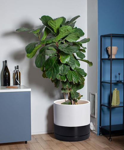 D'vine Dev 12 Inch Ceramic Planter Pot, Black White Two Tone, 94-O-F-L | Modern Cylinder Design, Drainage Hole & Saucer Included, Stable Structure, Elegant Home Accent