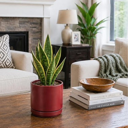 D'vine Dev 6.5 Inch Ceramic Planter Pot, Cordovan, 94-O-C-4 | Modern Cylinder Design, Drainage Hole & Saucer Included, Stable Structure, Elegant Home Accent