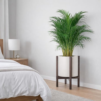 D'vine Dev Plastic Pot with Walnut Wood Stand, Oatmeal, 12 in, 55-C-O-4 | Mid-Century Inspired Design, Elevated Plant Display, Clean Lines, Sturdy Support, Modern Space-Saving Style