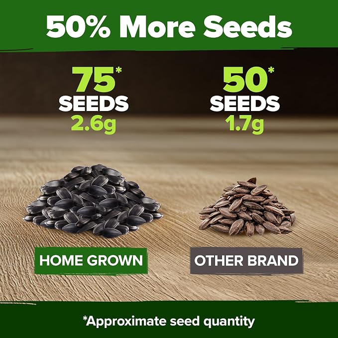 HOME GROWN Chocolate Cherry Sunflower Seeds 75 Heirloom Seeds for Planting Burgundy Sunflowers Tall Flower for Garden, Pollinators, Butterflies (Helianthus annuus)